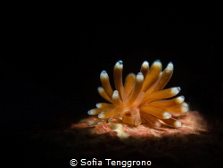 Tergiposacca longicerata by Sofia Tenggrono 